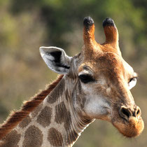 Girafe de la réserve Hluhluwe