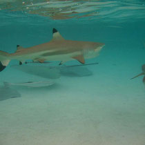 Requins pointe noire et poissons pilotes (rémoras), raies armées