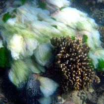 Algues au gré des courants