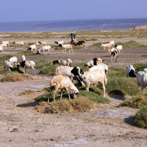 Chèvres au lac Abbé