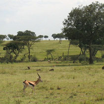 Gazelles de Thomson et phacochères
