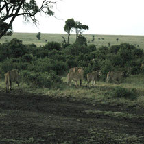 Troupe de lions allant se se reposer dans les buissons, au petit matin après les chasses nocturnes