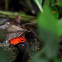 Petite grenouille rouge Dendrobates Pumilio