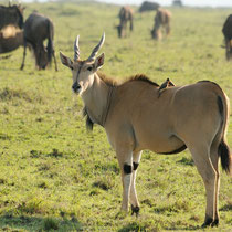 Eland du Cap, la plus grosse antilope. Elle peut atteindre 950 kg.