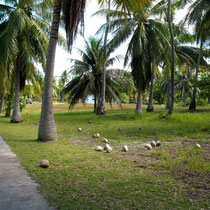 Route principale du motu (île sur l'atoll) habité
