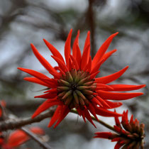 Fleur d'arbre à corail rouge