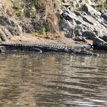 Le crocodile se prélasse au bord de la rivière des hippos, ces deux là se supportent