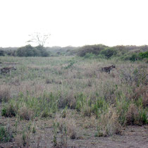 Hyènes tachetées