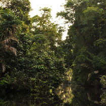 Ambiance dans les bras du canal de Tortuguero