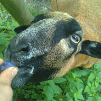 Abscheid: süßes Schaf mit Pfläumchen gefüttert