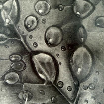 Jenny Linn, "Morning Dew", 6"x 6", pencil on paper.