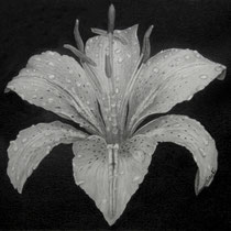 Birute Donovan, "Iris", 8"x 10", harcoal on paper.