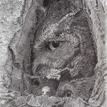 Nancy Kirkup, "Wooo's watching?", 10"x 11,5", pencil on paper.
