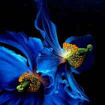 Dipti Patel, "Blue", 12"x16", oil on board.