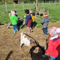 Les Minis de Durbuy à Tohogne | Stages, matinées découvertes, visites et anniversaires à la ferme