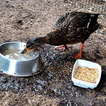 Stockente