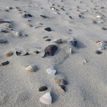 Für Muschelsammler