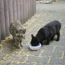 Fluffy am 14.08.2012 Hübsch ist anders !