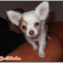 Chi-Love.de  | Die Seite für Chihuahua-Eltern! | BLOG | Magazin | Swiffer Chihuahua
