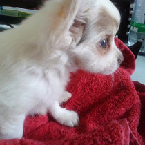 Chi-Love.de  | Die Seite für Chihuahua-Eltern! | BLOG | Magazin | Swiffer Chihuahua