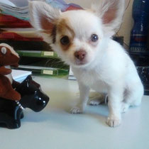Chi-Love.de  | Die Seite für Chihuahua-Eltern! | BLOG | Magazin | Swiffer Chihuahua