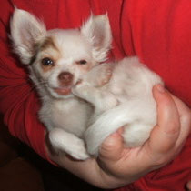Chi-Love.de  | Die Seite für Chihuahua-Eltern! | BLOG | Magazin | Swiffer Chihuahua
