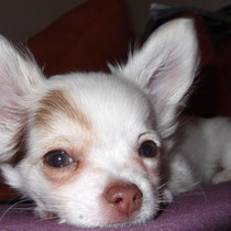 Chi-Love.de  | Die Seite für Chihuahua-Eltern! | BLOG | Magazin | Swiffer Chihuahua