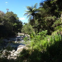 Buschlandschaft im Abel Tasman NP um den Wainui River