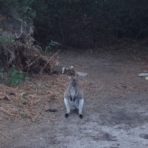 Zu Beginn wurden wir erstmal von der Ferne misstrauisch beäugt... und das fast an jeder Ecke... hinter jedem Busch hockte ein neugieriges Benett Wallabie ;)