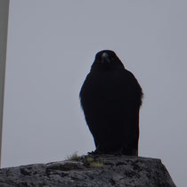 Von vorne sehen sie noch witziger aus