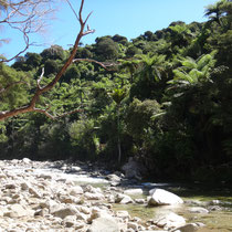 Wainui River... Vorsicht Sandflys