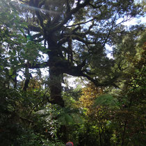 Kai am Fuße eines anderen moosbewachsenen Baumes... Das Gesicht des Kahurangi  NP