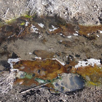 Schwefelablagerungen und Algenbewuchs an einem kleinem Zufluss zum Lake Kuirau