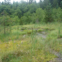 Moorwanderweg Bad Leonfelden