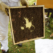 Noch mehr Bienen für das neue Volk.