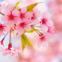  *Cherry blossoms