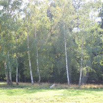 Birkenwäldchen