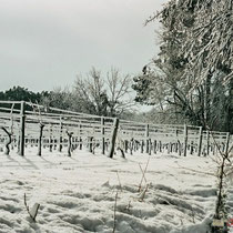 Vignoble du Château Haut-Brignon sous la neige. Commune de Cénac, 25 janvier 2007
