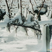 Vignoble du Château du Garde sous la neige. Commune de Cénac, 25 janvier 2007