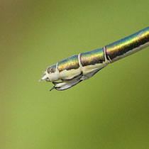 Lestes verdoyant - Lestes virens - Femelle (Photo M.Pettavino)