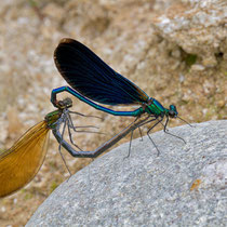Caloptéryx vierge - Calopteryx virgo - Accouplement (Photo M.Pettavino)