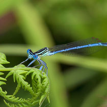 Pennipatte bleuâtre . Platycnemis pennipes - Mâle (Photo M.Pettavino)