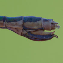 Leste dryade - Lestes dryas - Piéce anales femelle (Photo M.Pettavino)