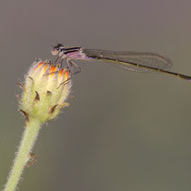 Ischnure élégant - Ischnura elegans - Femelle (Photo M.Pettavino)