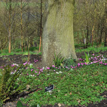 crocus