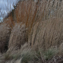grasses