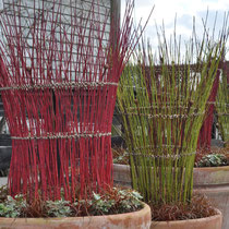striking salix