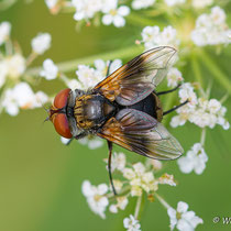 Raupenfliege