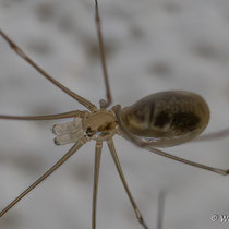 Zitterespinne