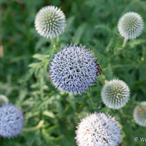 Kugeldistel